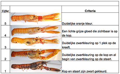 Langoustine color, where to look at and what is important